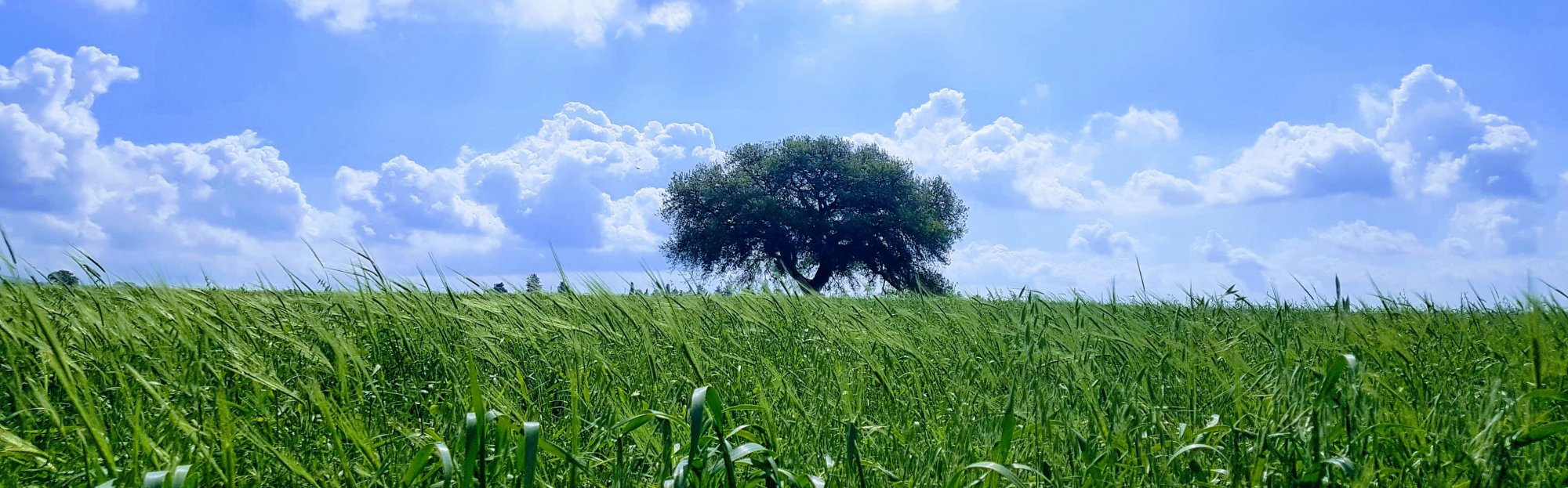 מושב בית שערים