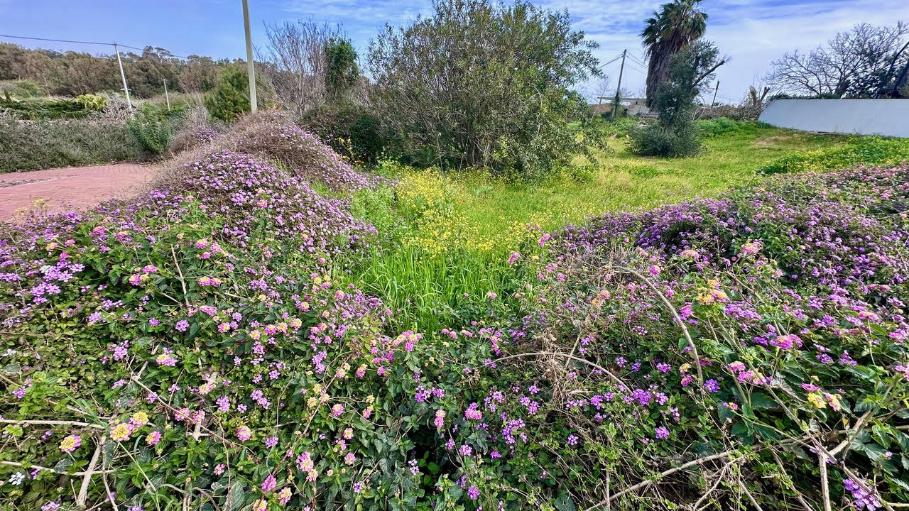 חופית שלנו